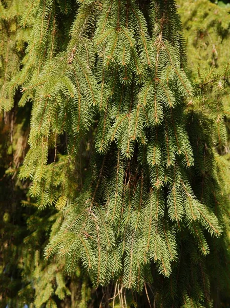 Gałązki Zielonymi Igłami Świerkowego Drzewa Iglastego — Zdjęcie stockowe