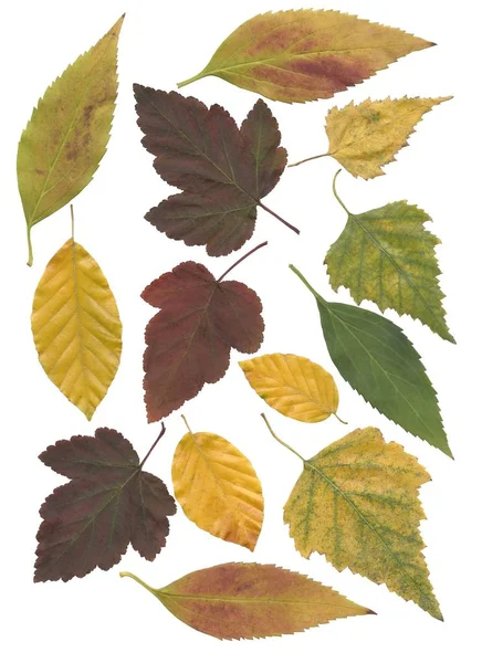 Gule Røde Brune Grønne Blader Forskjellige Trær Busker Isolert – stockfoto