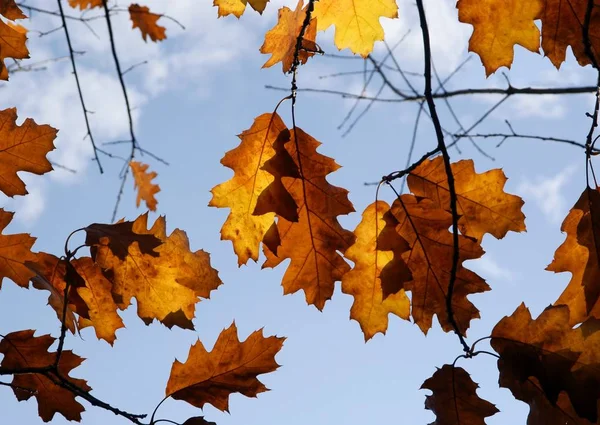 Poslední Listy Dubu Červeného Podzim — Stock fotografie