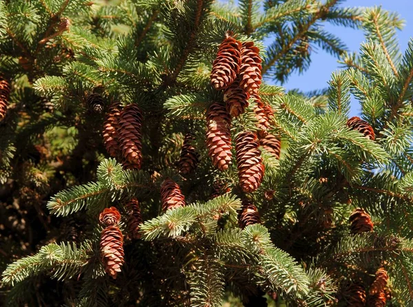 Yeşil Iğneleri Kahverengi Konileri Olan Çam Ağaçları — Stok fotoğraf