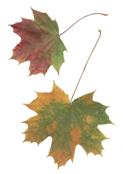 Red Orange Yellow Green Leaves Maple Tree Close — Stock Photo, Image