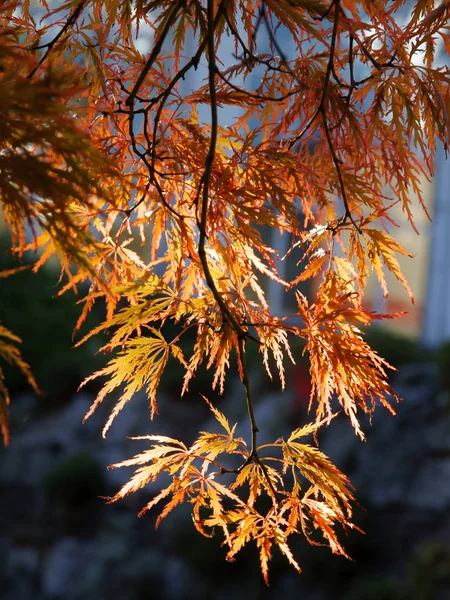 Graziose Foglie Rosse Arancioni Acero Giapponese Autunno — Foto Stock