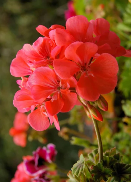 Röda Blommor Geranium Krukväxt Närbild — Stockfoto