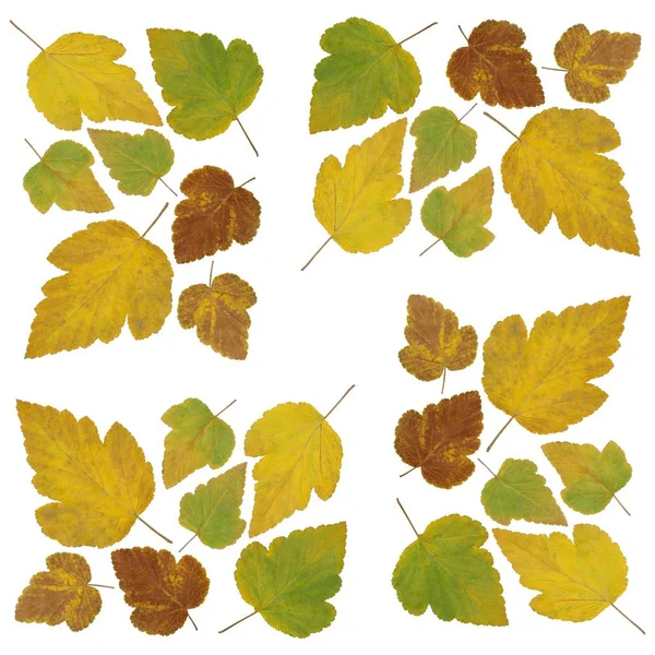 Uspořádání Vícebarevných Listů Podzim — Stock fotografie