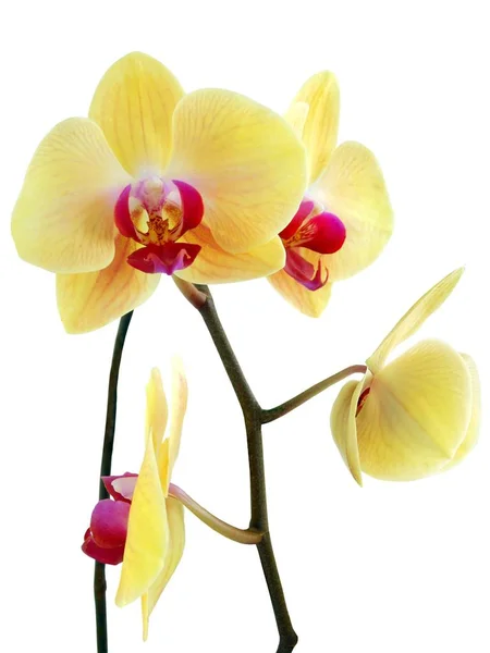 Orquídea Amarela Phalaenospis Isolado Perto — Fotografia de Stock