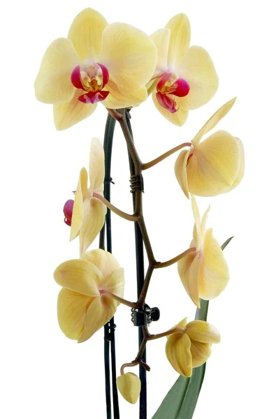 Gele Orchidee Phalaenopsis Van Dichtbij Geïsoleerd — Stockfoto