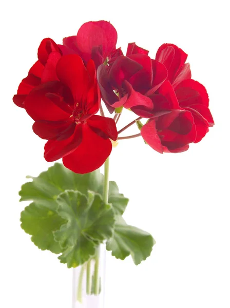 Röd Blomma Geranium Krukväxt Närbild — Stockfoto