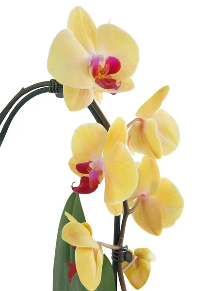 Roze Orchidee Phalaenopsis Van Dichtbij Geïsoleerd — Stockfoto