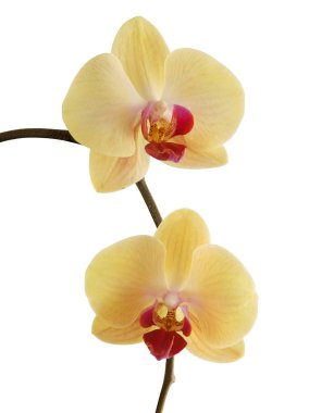 Pembe orkide. Phalaenopsis yakından izole edilmiş.
