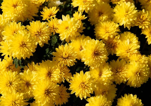 Graziosi Fiori Gialli Crisantemo Pianta Vaso Vicino — Foto Stock