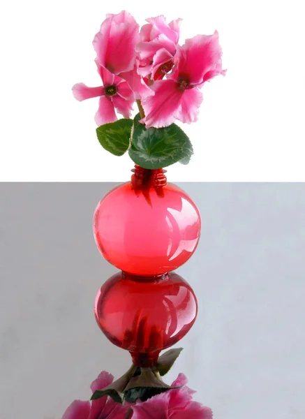 Красивые Розовые Цветы Цикламена Горшок Растения — стоковое фото