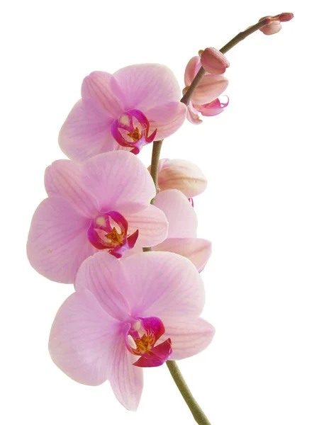 Różowa Orchidea Phalaenopsis Izolowane Zbliżenie — Zdjęcie stockowe