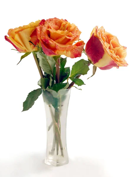 Pose Roses Rouges Jaunes Dans Vase Verre — Photo