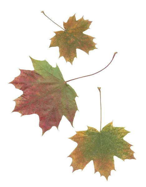 Sonbaharda Akçaağaç Kırmızı Yeşil Yaprakları — Stok fotoğraf