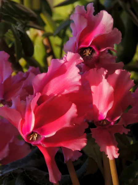 Hübsche Rosa Blüten Von Cyclamen Topfpflanze — Stockfoto