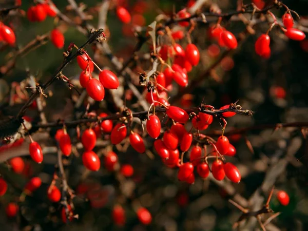 秋天的柏树红色浆果 — 图库照片