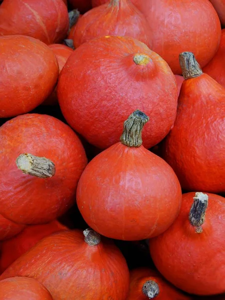 Multicolor Tasty Vegetable Pumpkins Delicious Food — Stock Photo, Image