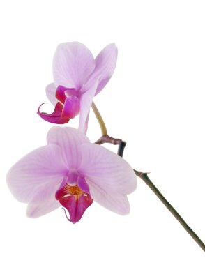 Orkide Phalaenopsis 'in pembe çiçeği izole edilmiş bir şekilde kapat.