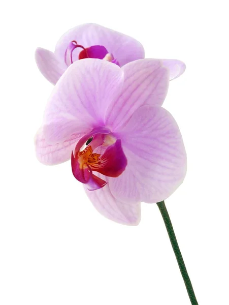 Flor Rosa Orquídea Phalaenopsis Perto Isolado — Fotografia de Stock