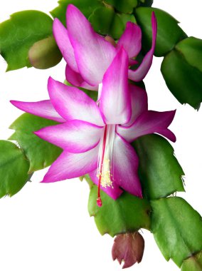 Mor ve beyaz çiçekli sulu schlumberger saksı bitkisi yakın çekim