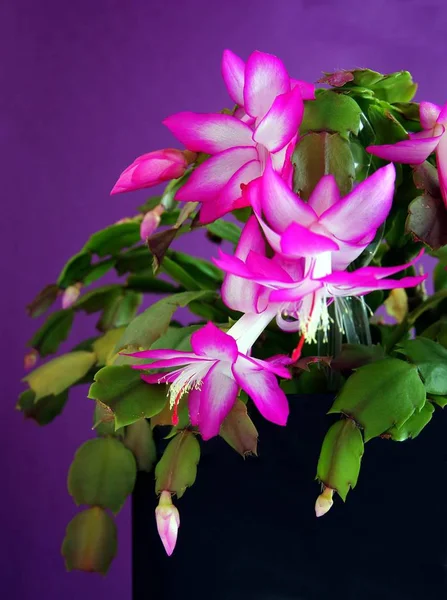 Flores Roxas Brancas Suculento Schlumberger Vaso Planta Perto — Fotografia de Stock