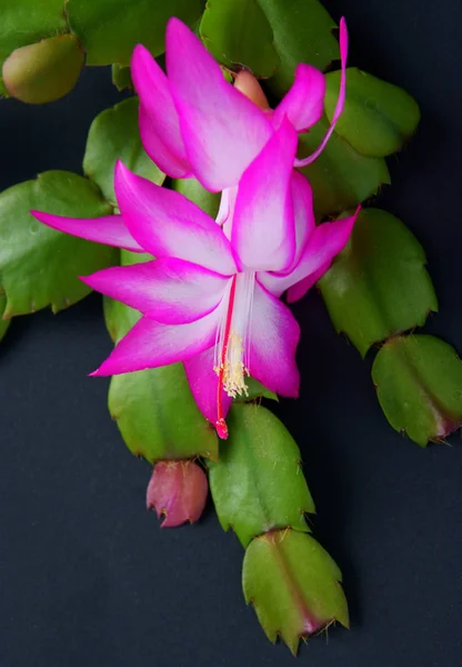 Violette Und Weiße Blüten Der Saftigen Schlumberger Topfpflanze Aus Nächster — Stockfoto