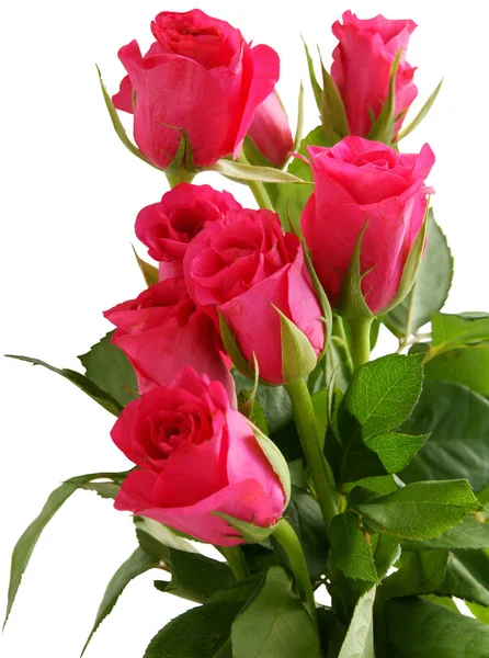 Букет Красивых Красных Роз — стоковое фото