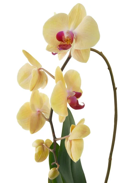 Orquídea Phalaenopsis Com Flores Amarelas Isoladas — Fotografia de Stock