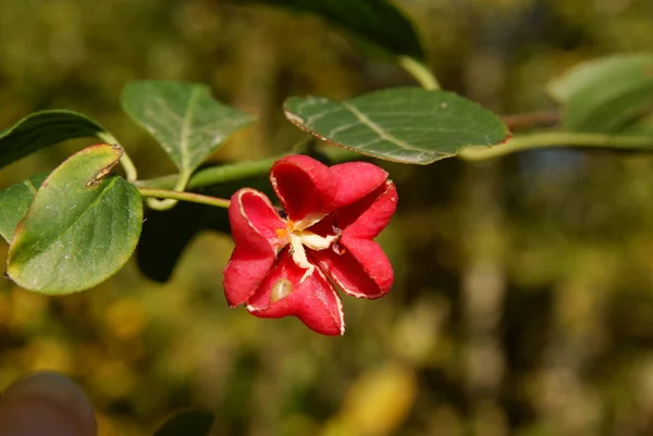 Flor Roja Euonymus Atropurpureus Árbol Cerca —  Fotos de Stock