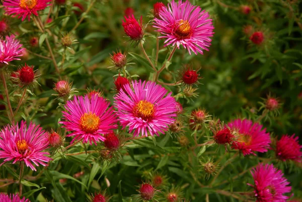 Flores Púrpuras Asters Jardín — Foto de Stock