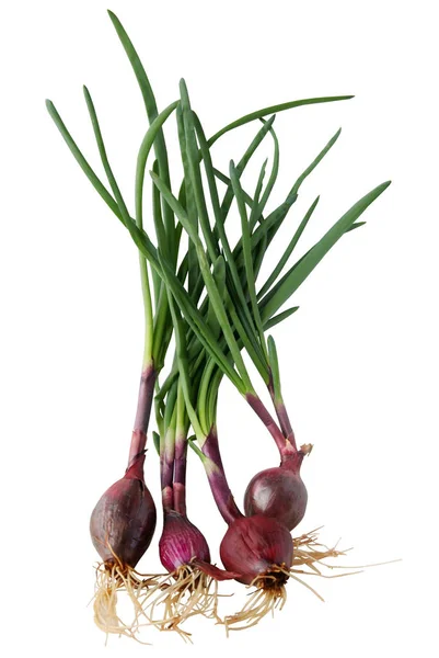 Bulbos Cebolla Con Hojas Verdes Para Ensalada — Foto de Stock