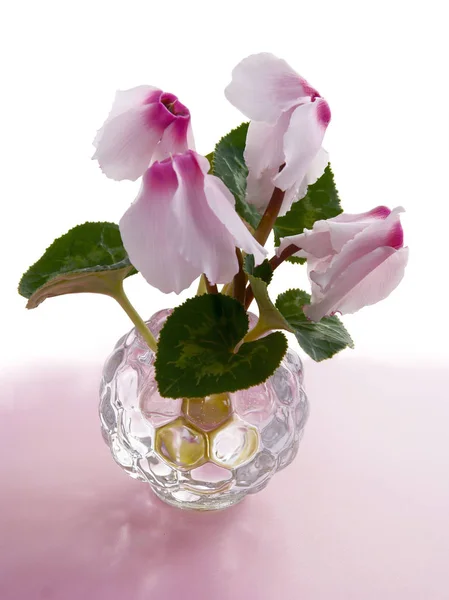 Cyclamen Potplant Met Roze Bloemen Close — Stockfoto