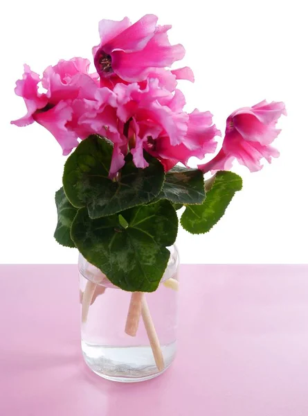 Cyclamen Potplant Met Roze Bloemen Close — Stockfoto