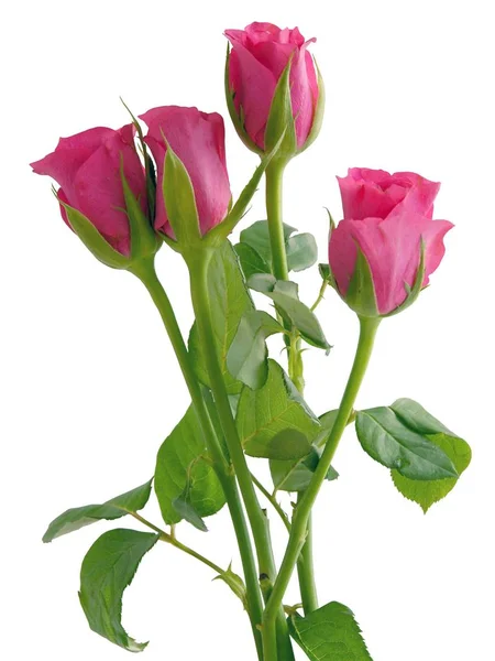 Hermosas Rosas Rojas Cerca — Foto de Stock