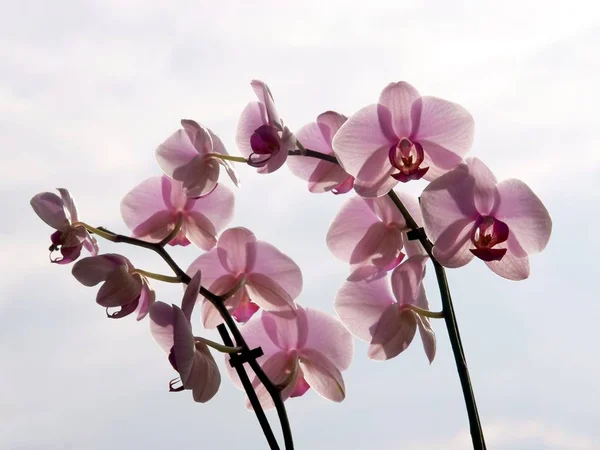 Орхидея Фаленопсис Розовыми Цветами Закрыть — стоковое фото