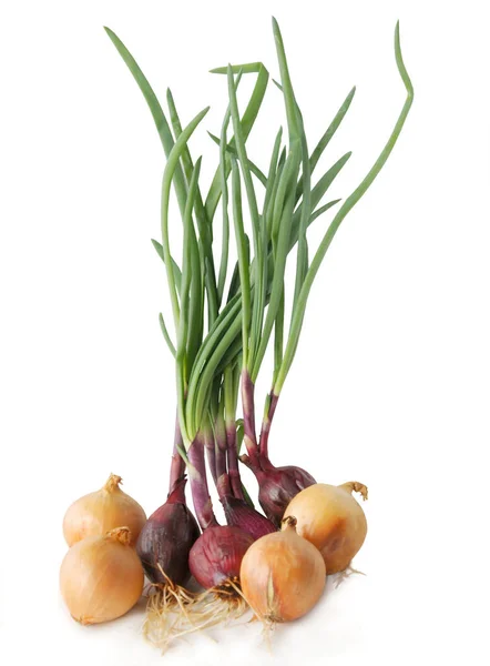 Onions Vegetable Bulbs Green Leaves — Stock Photo, Image