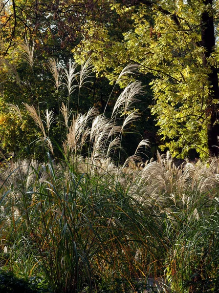 Hierba Seca Con Semillas Orejas Parque Otoño — Foto de Stock