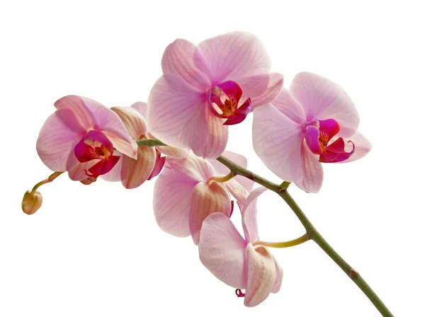 Phalaenopsis Orquídea Com Flores Cor Rosa Fechar — Fotografia de Stock