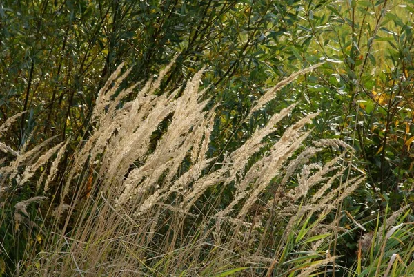 Trockenes Gras Mit Samen Und Ähren Park Herbst — Stockfoto