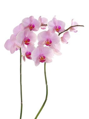 Pembe orkide. Phalaenopsis yakından izole edilmiş.