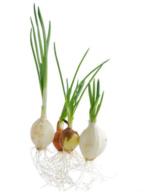 Yeşil yapraklı soğan soğanları.