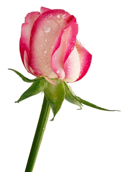漂亮的粉红玫瑰离得很近 — 图库照片