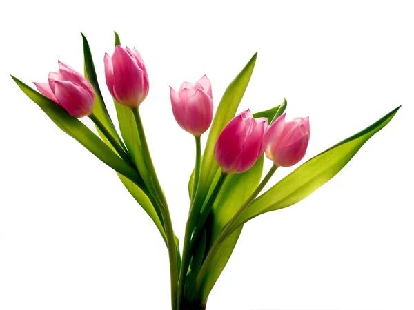 Posy Pink Tulips Sunlight Close — Stock Photo, Image