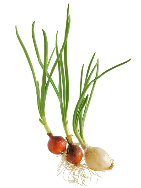 Onion Bulb Green Leaves Salad — Stock Photo, Image