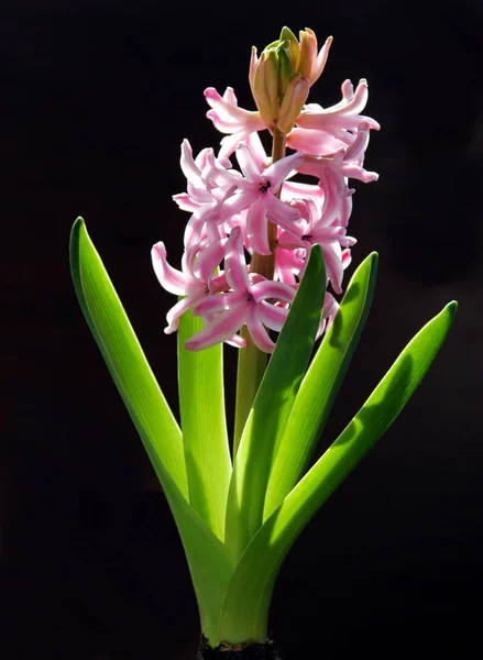 Flor Primavera Fragrante Planta Jacinto — Fotografia de Stock