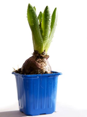 Sümbül bitkisinin güzel kokulu bahar çiçeği.