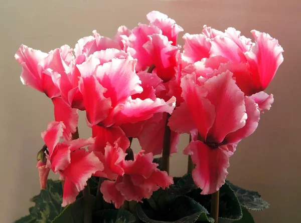 Rosa Cyclamen Blüten Aus Nächster Nähe — Stockfoto