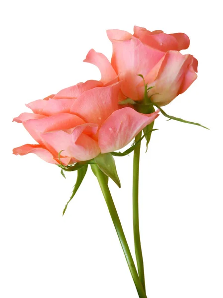 Piękny Różowy Rose Zbliżenie — Zdjęcie stockowe