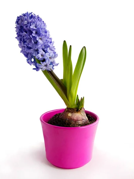 Fragrant Spring Flower Hyacinth Plant — Stock Photo, Image