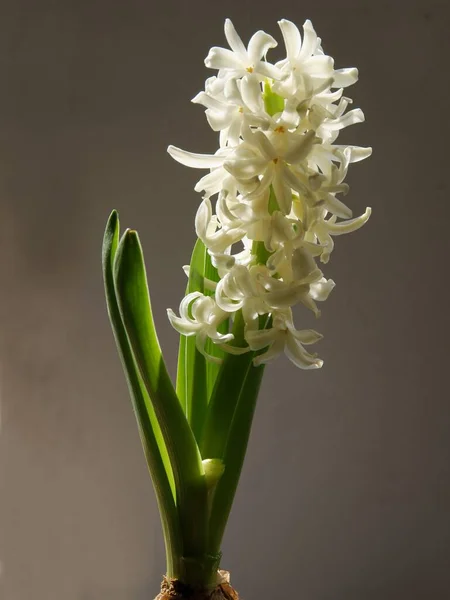 Pachnący Wiosenny Kwiat Hiacyntu — Zdjęcie stockowe